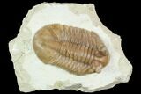 Huge, Asaphus Cornutus Trilobite - Russia #126128-2